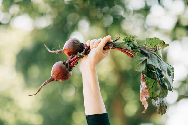 Hands holding up radishes