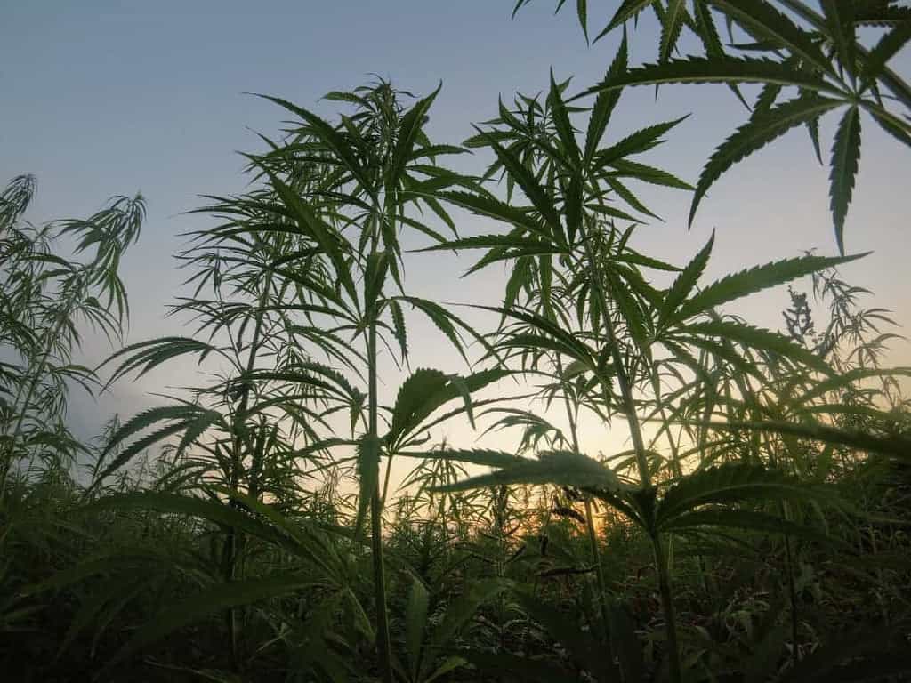 Growing cannabis in a field.