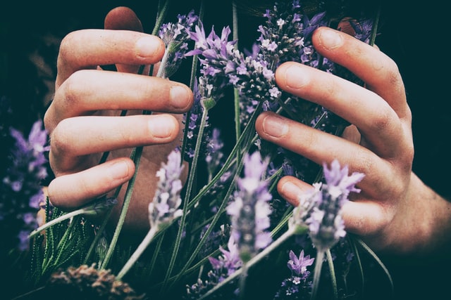 hands cupping wild lavender stalks