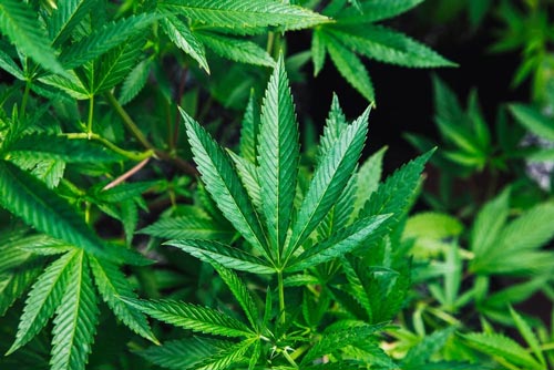 green-cannabis plant