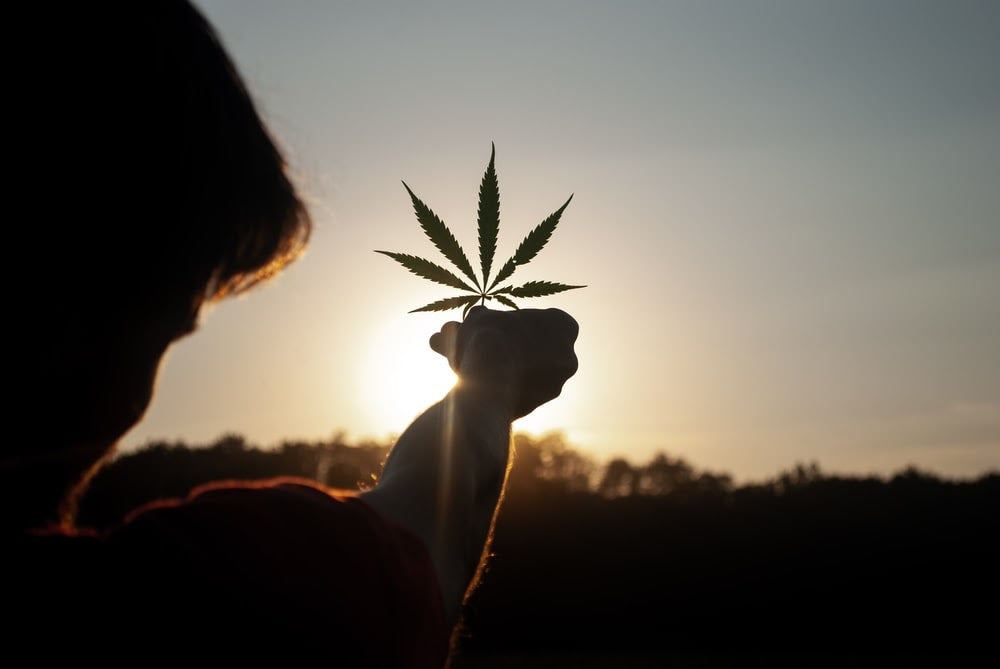 person holding up cannabis leaf
