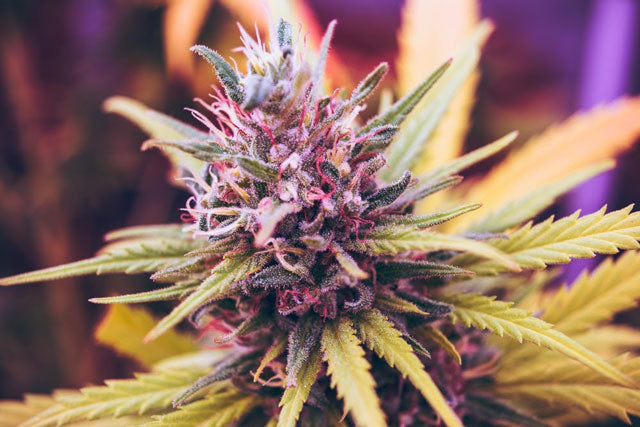 learn how to detox your body from weed