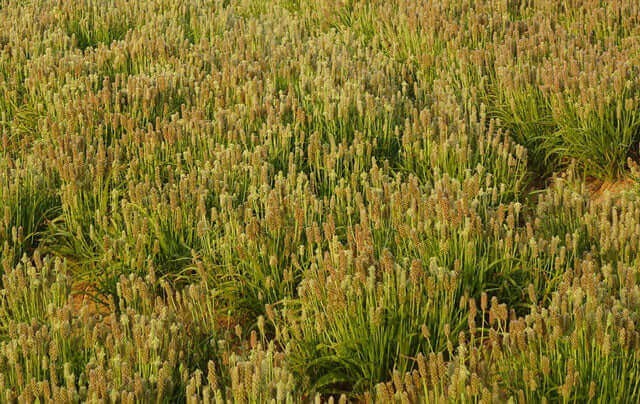 field of psyllium shrubs