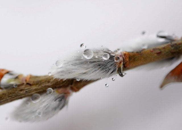 white willow tree bark